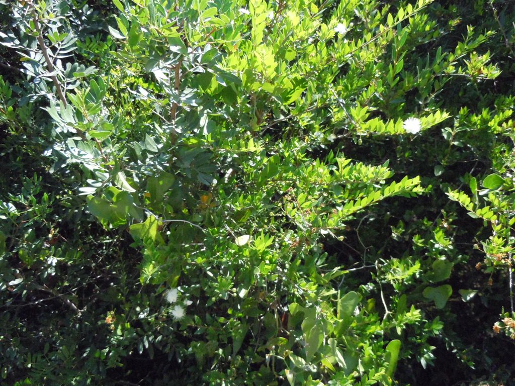 Myrtus communis
